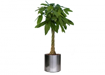 Money Tree Potted Flower